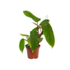 PHILODENDRON ERUBESCENS RED EMERALD P15