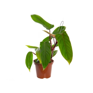 PHILODENDRON ERUBESCENS RED EMERALD P15
