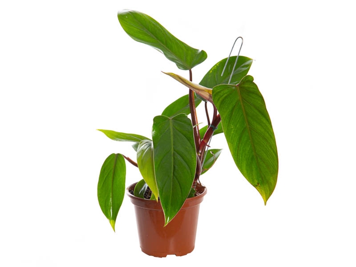 PHILODENDRON ERUBESCENS RED EMERALD P15