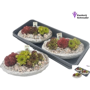 ARR SEMPERVIVUM