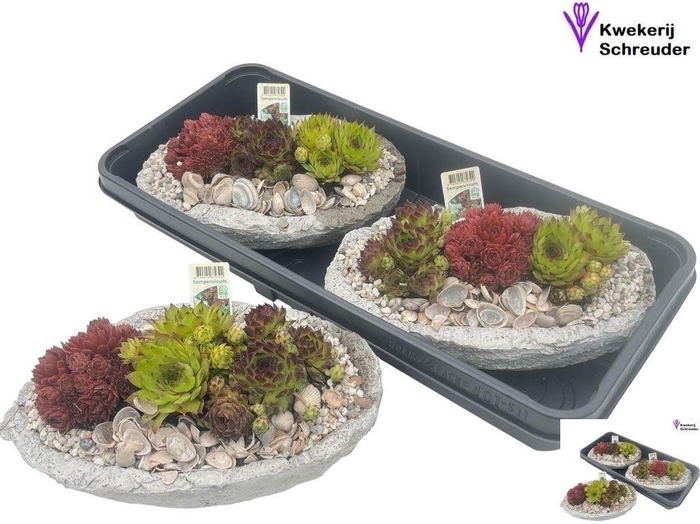 <h4>ARR SEMPERVIVUM</h4>