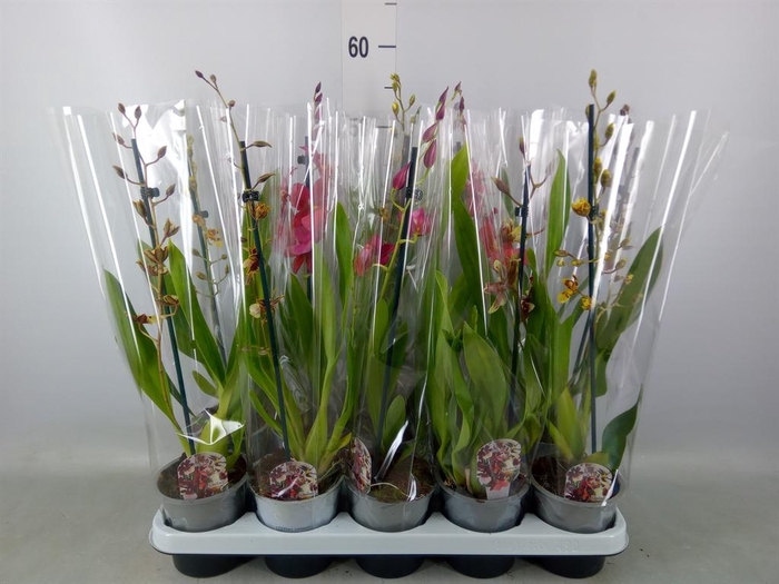 <h4>Cambria   ...mix</h4>