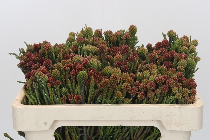 <h4>Kaaps Groen Brunia Fragarioides (Clusterstar)</h4>