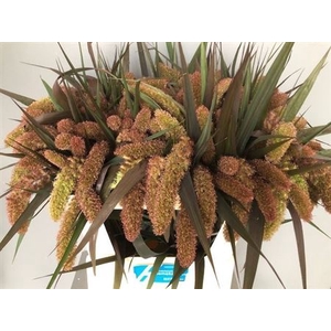 Setaria It Red Jewel