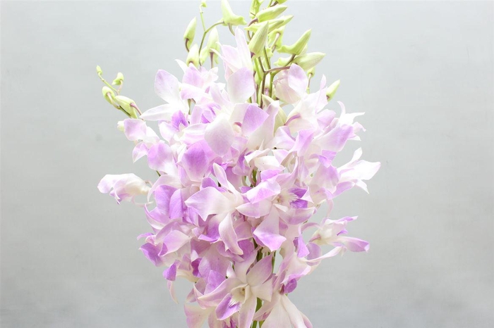 <h4>Dendro Misteen</h4>