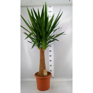 Yucca elephantipes   ...
