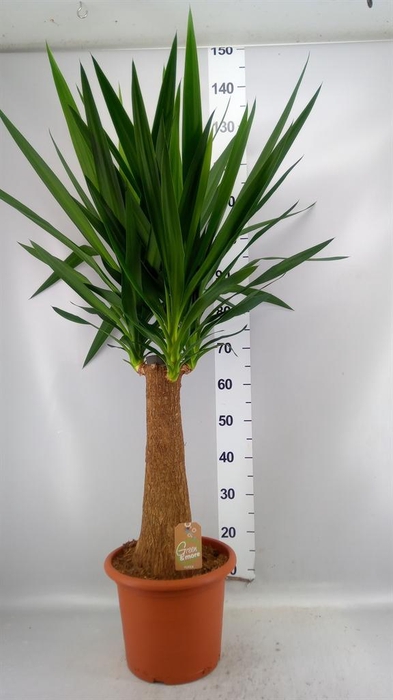 <h4>Yucca elephantipes   ...</h4>