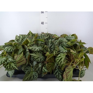 Begonia BD 'Silver Jewell'