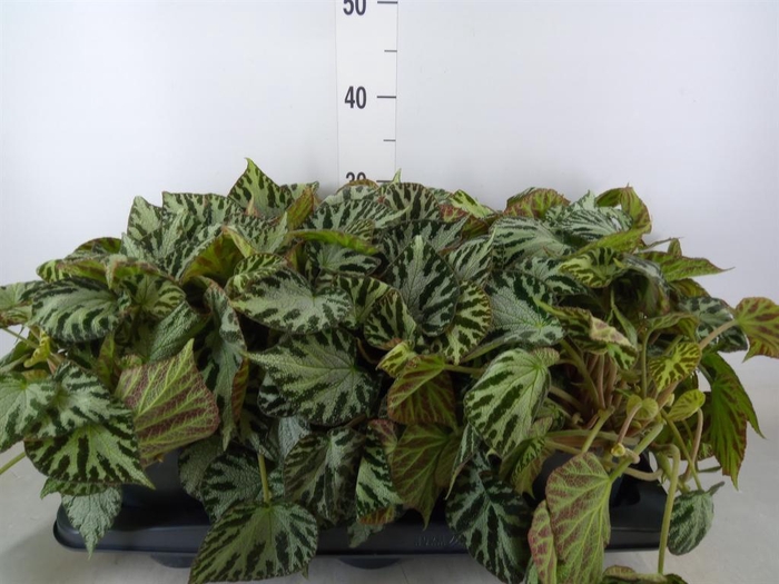 <h4>Begonia BD 'Silver Jewell'</h4>