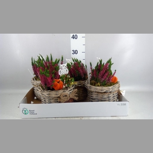 Arr.   Tuinplanten L%