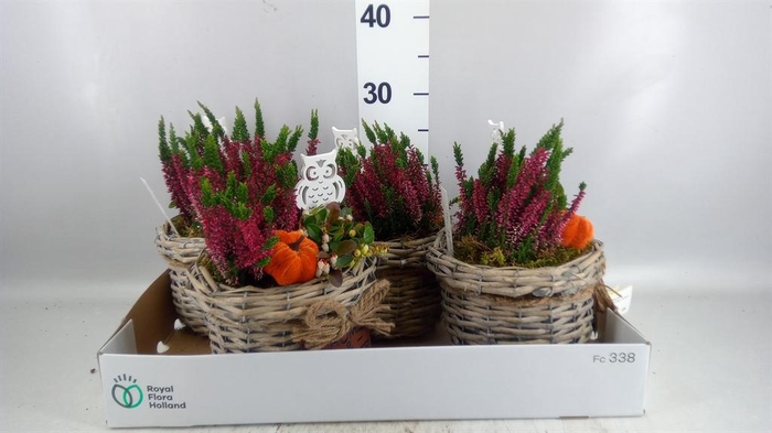 <h4>Arr.   Tuinplanten L%</h4>