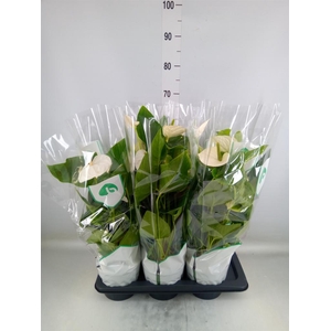 Anthurium andr. 'Alaska'