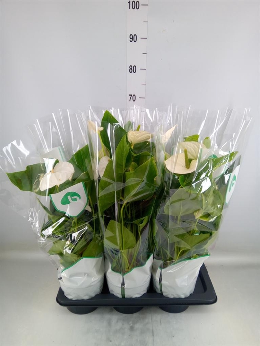 <h4>Anthurium andr. 'Alaska'</h4>