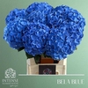 Hydrangea bela blue