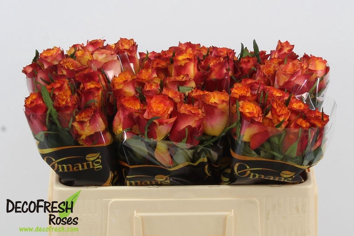 <h4>R Gr WildFox</h4>