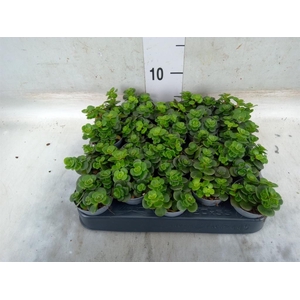 Sedum   ...