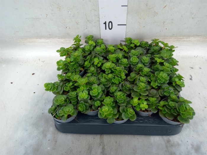 <h4>Sedum   ...</h4>