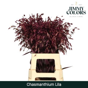 Chasmanthium L70 Lila