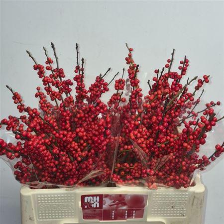 <h4>Ilex Ve Rode Bes</h4>