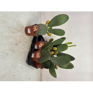 OPUNTIA