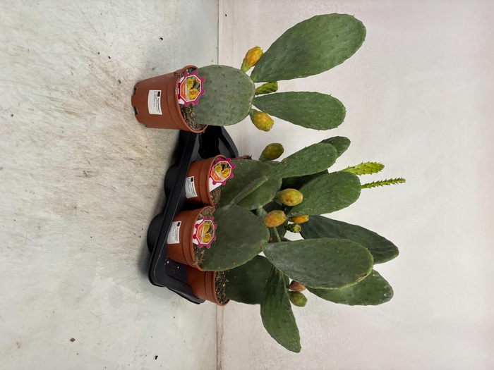 <h4>OPUNTIA</h4>