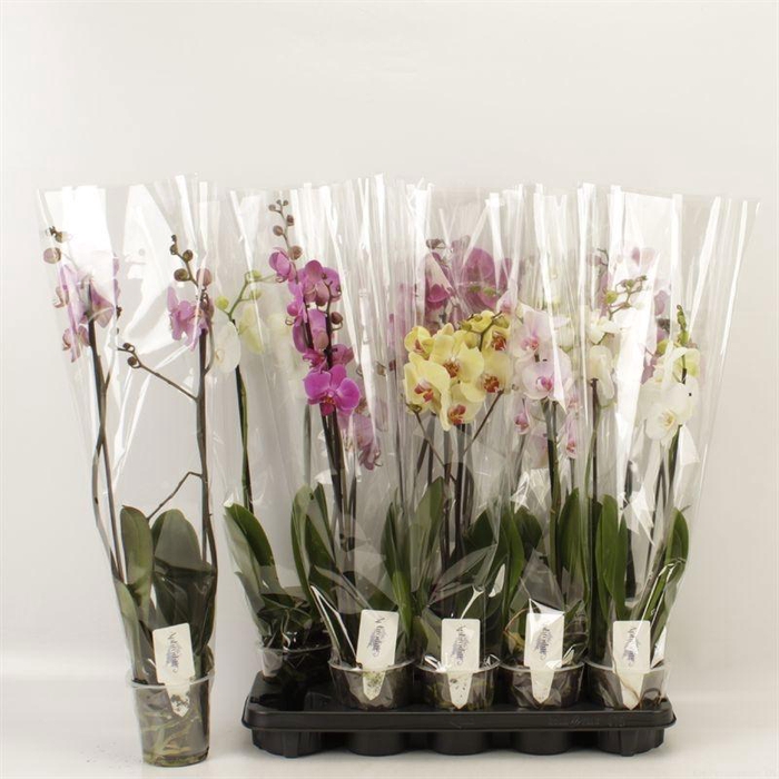 <h4>PHAL GEM 6 KL</h4>