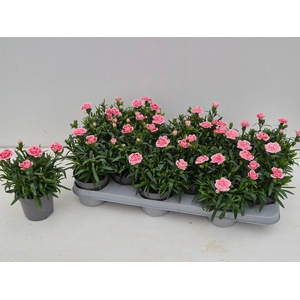 DIAN OSC ANTIQU PINK