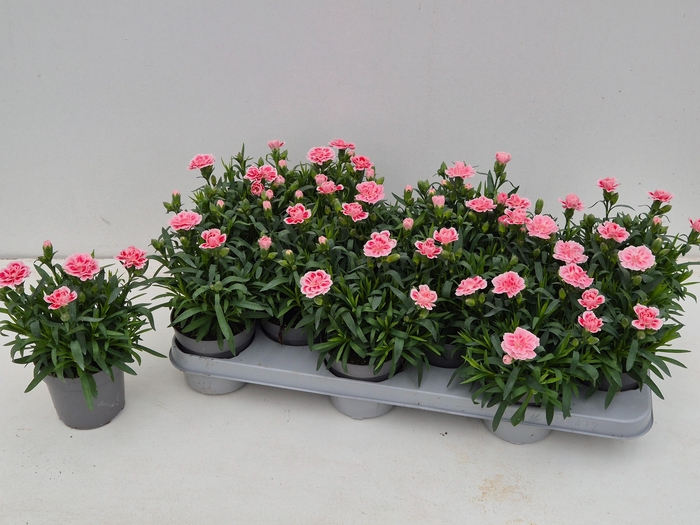 <h4>DIAN OSC ANTIQU PINK</h4>