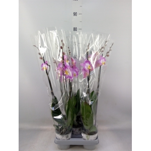 Phalaenopsis  'Ant Split'