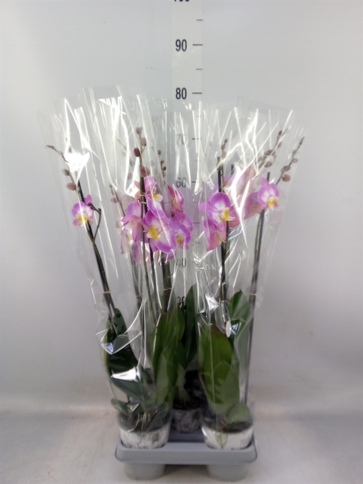 <h4>Phalaenopsis  'Ant Split'</h4>