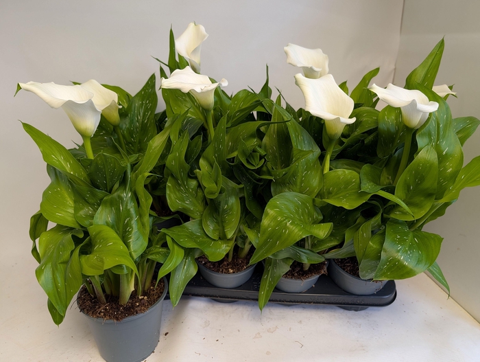 <h4>ZANT CAPT FRESCO</h4>