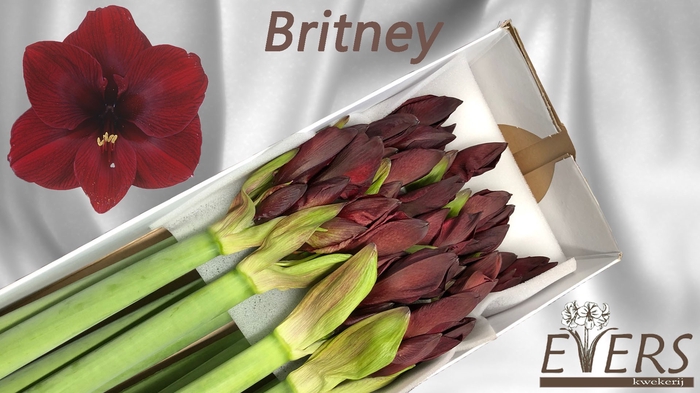 <h4>HIPP GA BRITNEY</h4>