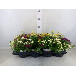 Chrysanthemum  'GardM Carnaval'