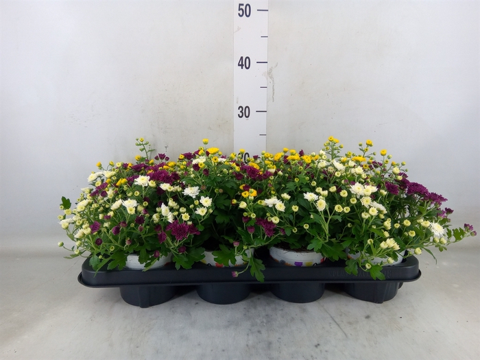 <h4>Chrysanthemum  'GardM Carnaval'</h4>