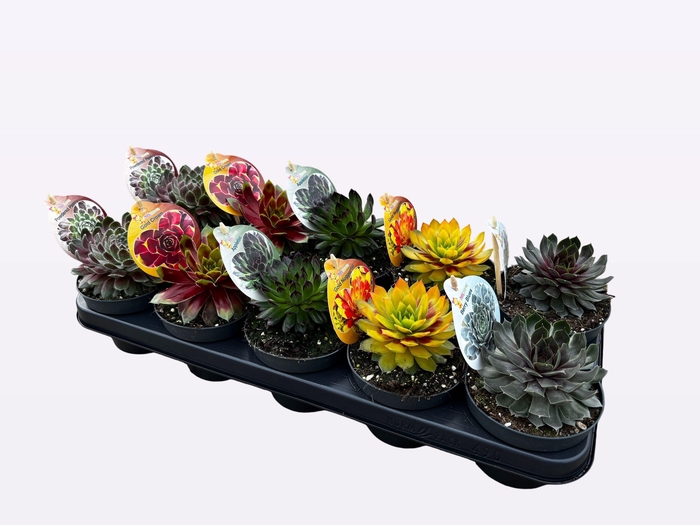 <h4>SEMP CC GEM</h4>