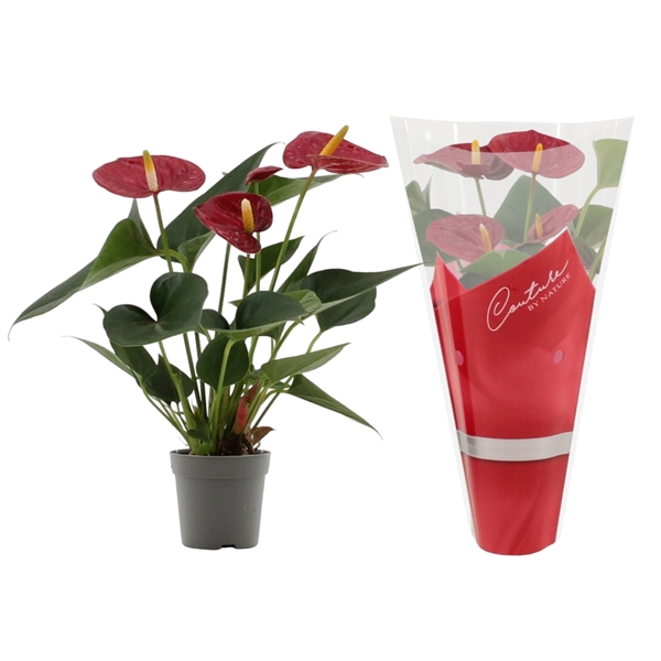 <h4>Anthurium Diamond Red in Couture sleeve</h4>