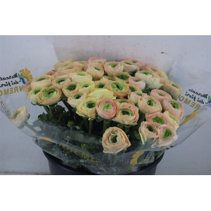 Ran Cloni Sup Touareg Pastel