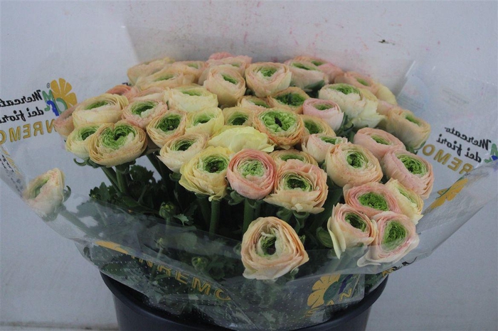 <h4>Ran Cloni Sup Touareg Pastel</h4>