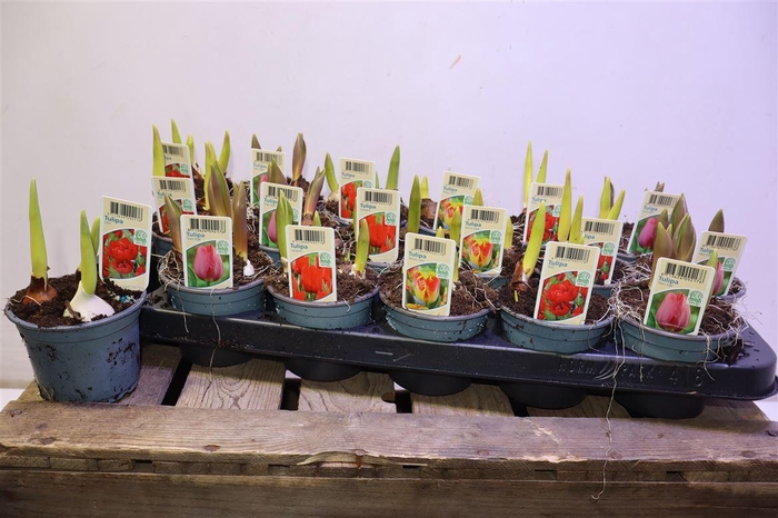 <h4>arr8 Tul Gem 4 Kleuren</h4>