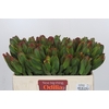 Leucadendron Laurel Yellow