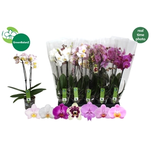 PHAL GEM 7 KL