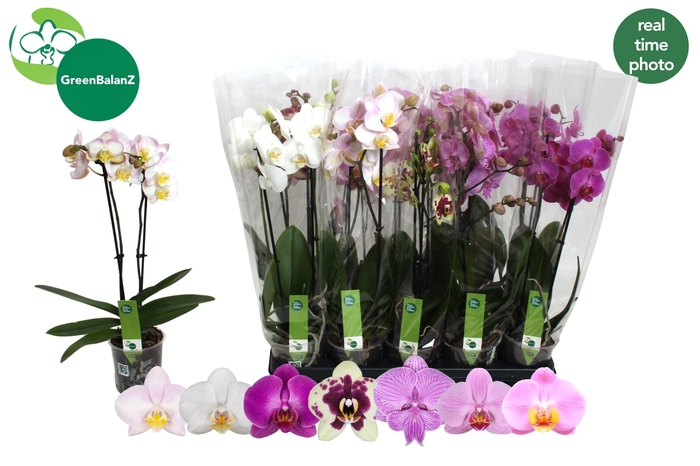 <h4>PHAL GEM 7 KL</h4>