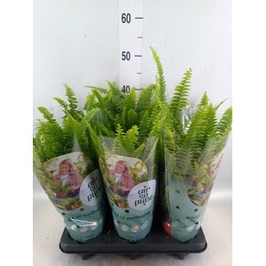 Nephrolepis exal. 'Green Lady'