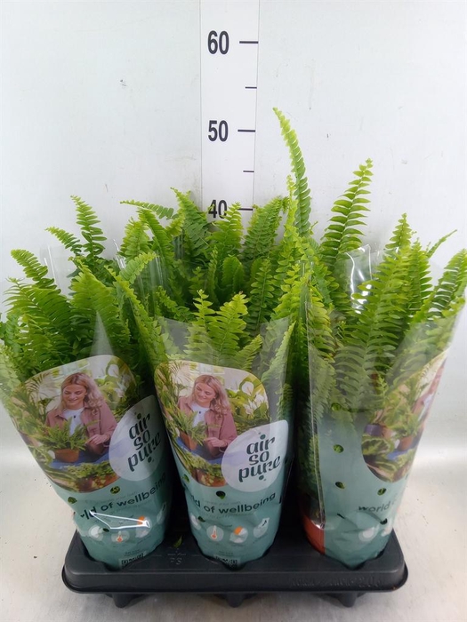 <h4>Nephrolepis exal. 'Green Lady'</h4>