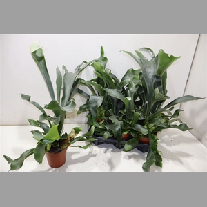 Platyc Bifurcatum