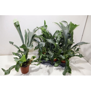 arr8 Platyc Bifurcatum