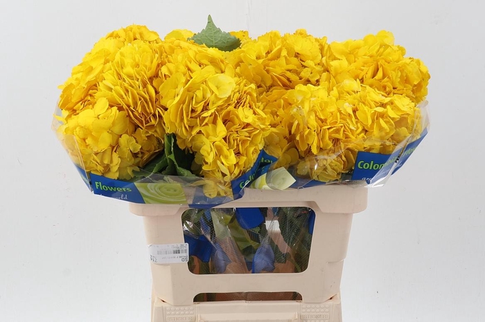 <h4>Hydr Yellow Select</h4>