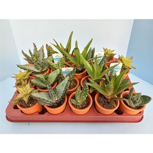 Bio Aloe Op Rij in steen 6 cm