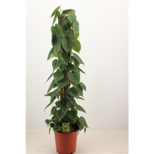 philodendron scandens 120 mosstok