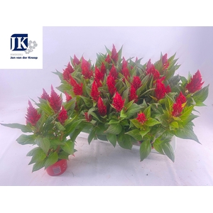 Cel Pl Kel Fire Red